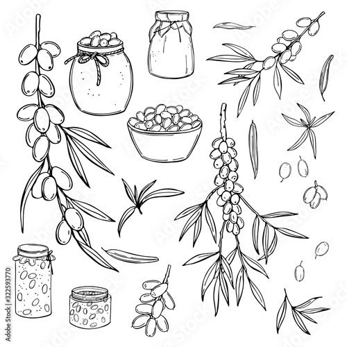 Hand drawn sea buckthorn set. Branches with berries. Jars of sea buckthorn jam. Vector sketch  illustration.