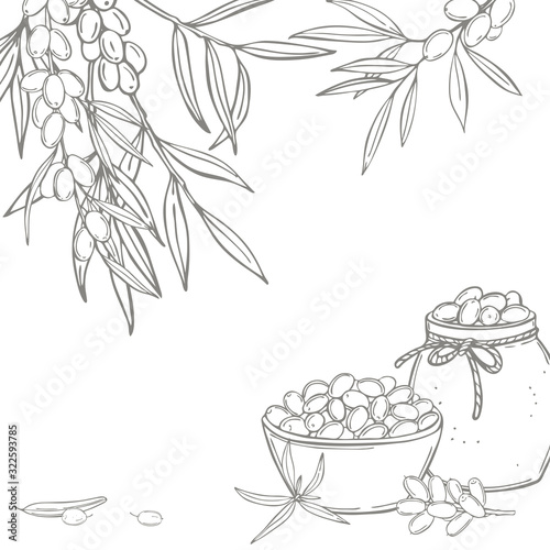 Hand drawn sea buckthorn set. Branches with berries. Jars of sea buckthorn jam. Vector  background. Sketch  illustration.