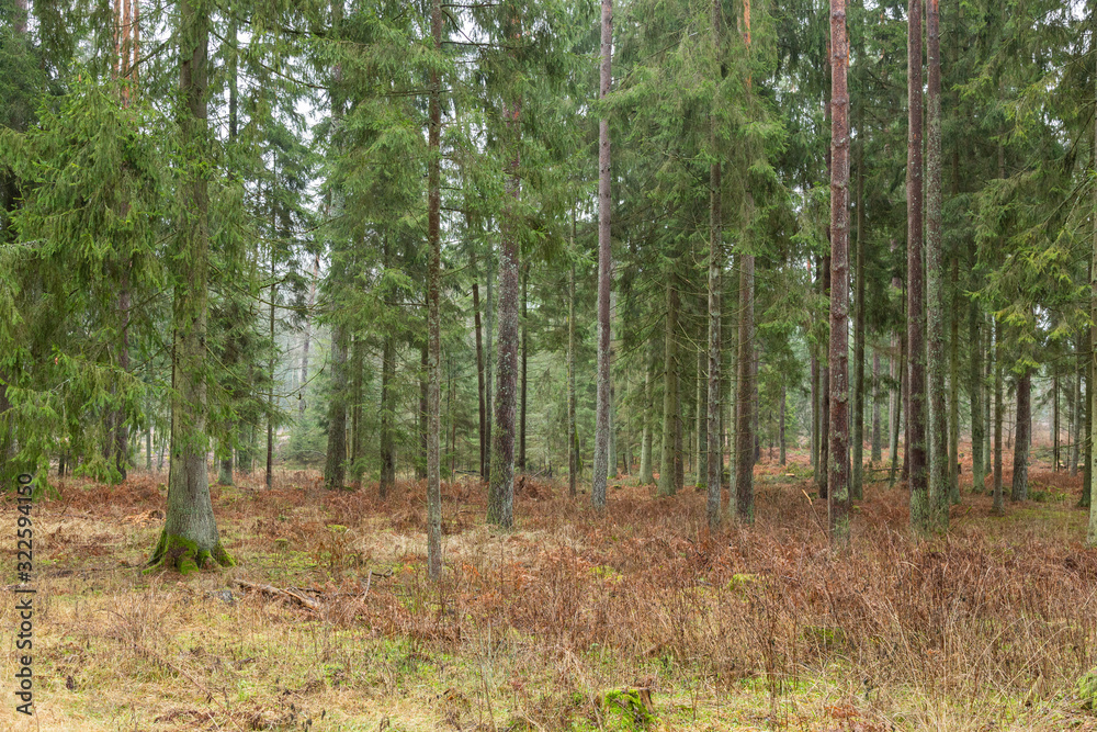 Obraz premium Forrest - Forest Knyszyn (Poland) - Taiga forest