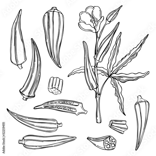 Hand drawn okra. Vector sketch illustration
