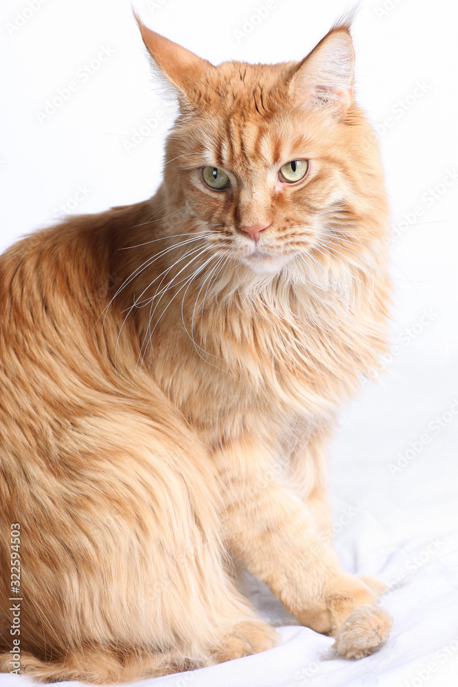 Red maine coon cat