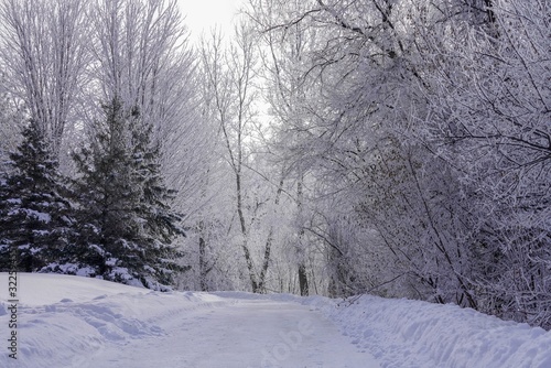 Snowy walking trail in winter forest in Minnesota © Susan Rydberg