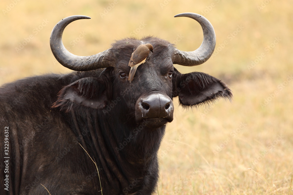 African buffalo, Cape buffalo in the wilderness of Africa African buffalo, Cape buffalo in the wilderness of Africa