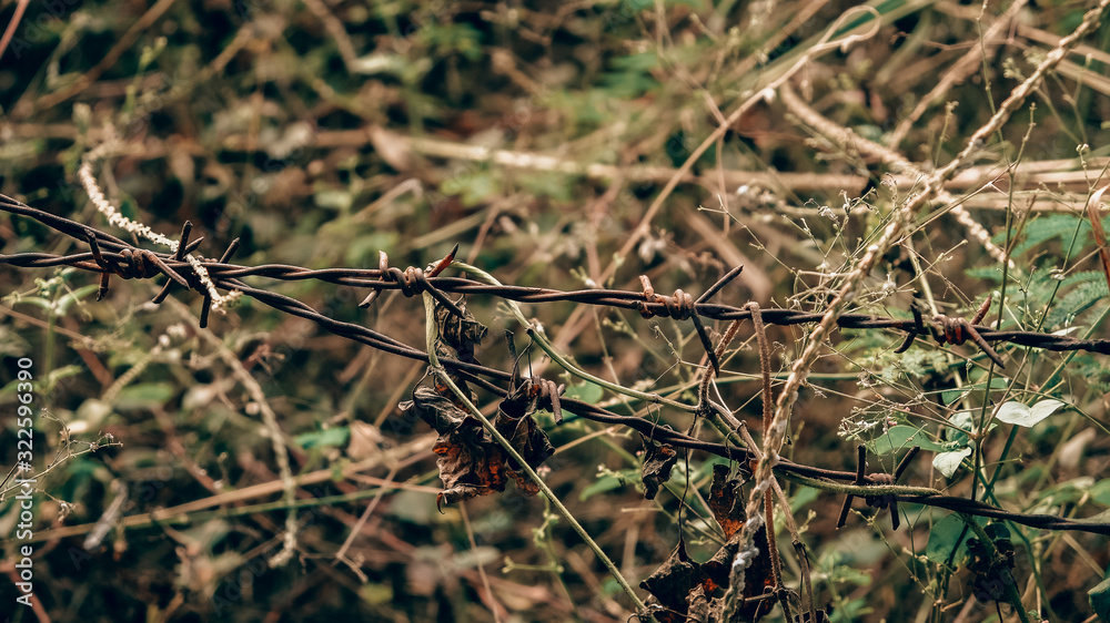 Barbed wire on the background of forest Barbed wire on the background of forest