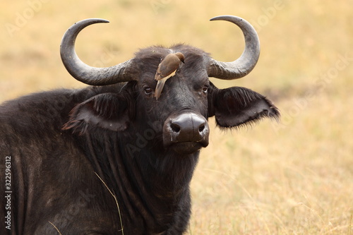 African buffalo, Cape buffalo in the wilderness of Africa