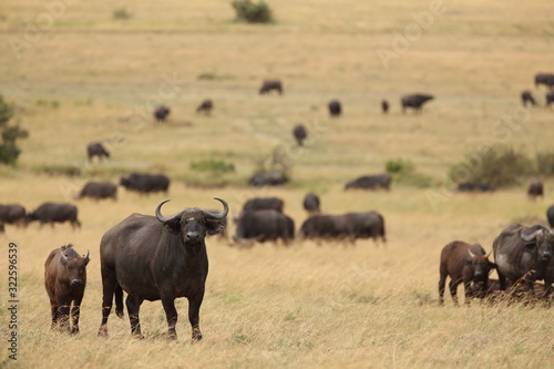 African buffalo  Cape buffalo in the wilderness of Africa
