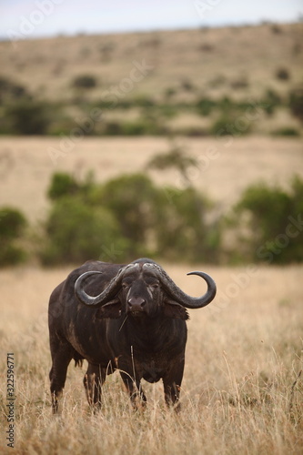 African buffalo, Cape buffalo in the wilderness of Africa