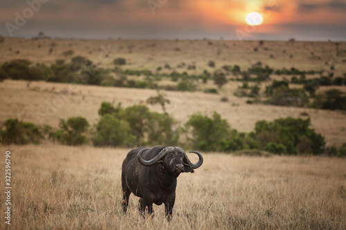 Fototapeta Naklejka Na Ścianę i Meble -  African buffalo, Cape buffalo in the wilderness of Africa
