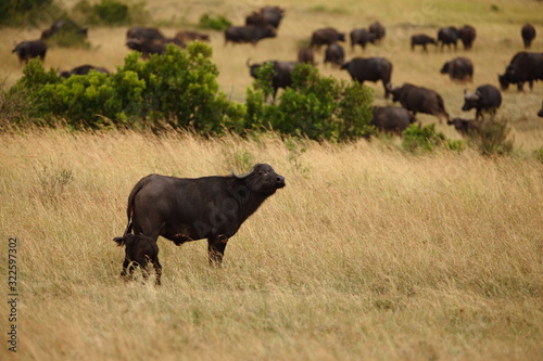 African buffalo  Cape buffalo in the wilderness of Africa