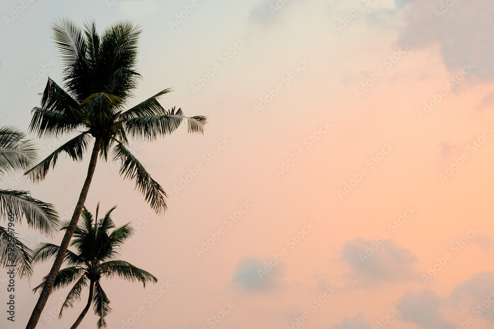 high coconut tree on beach . beautiful multi color sky with blue cloud.