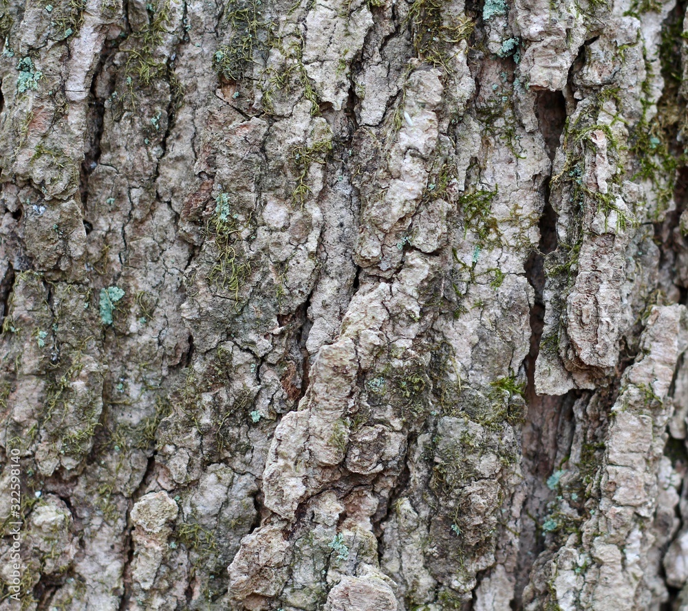A close up view of the tree bark on the tree. A close up view of the tree bark on the tree.