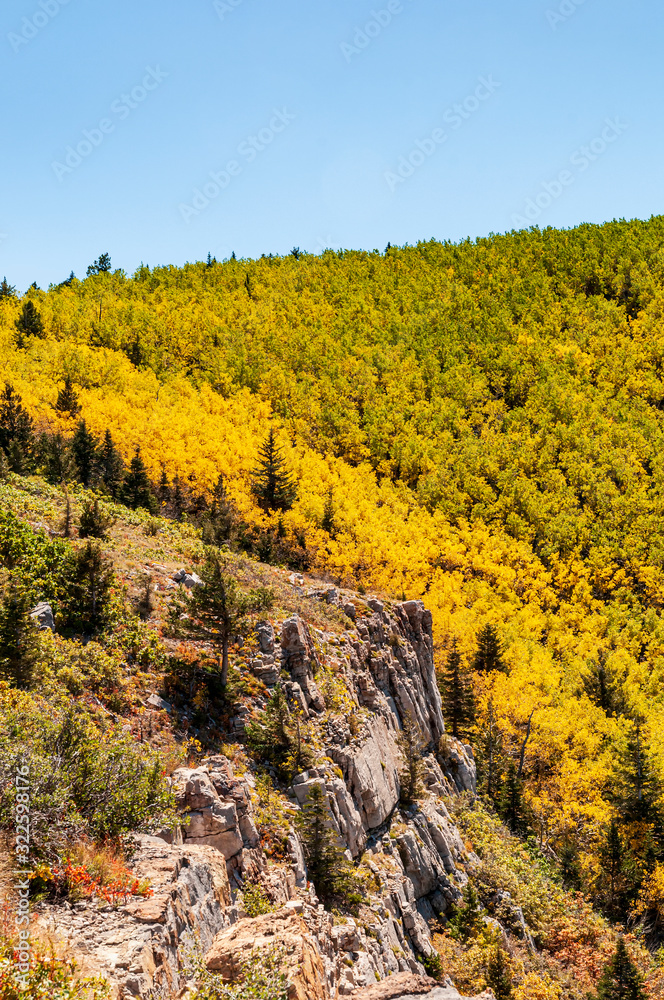 Aspens Changing Color in Fall in New Mexico