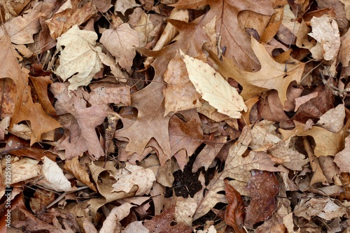 A pile of fall leaves on the ground surface.