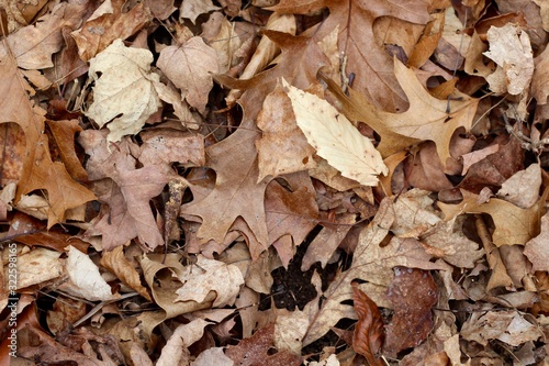 A pile of fall leaves on the ground surface. © Al