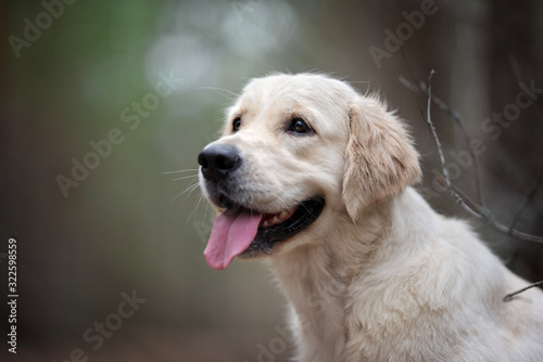 hapy golden retriever dog portrait in spring outdoors