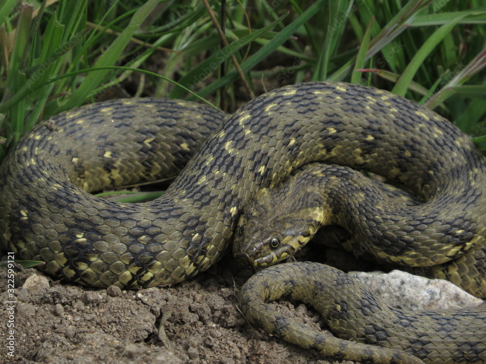 serpiente serpiente