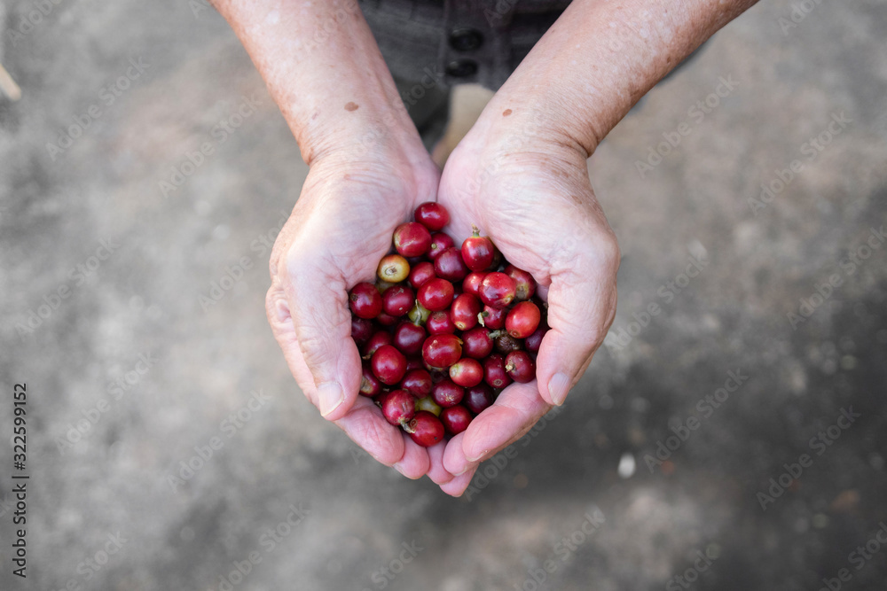 Fresh red coffee berries beans in coffee plantation.arabica coffee berries with agriculturist hands. Fresh red coffee berries beans in coffee plantation.arabica coffee berries with agriculturist hands.