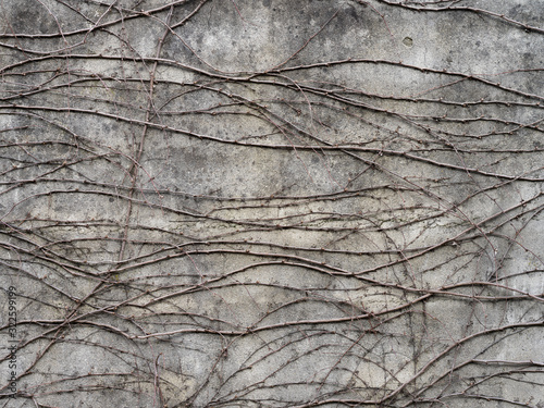 Texture di un muro in cemento con rami di edera photo