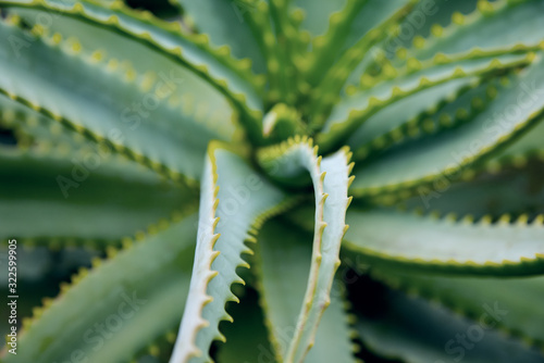 aloe vera plant