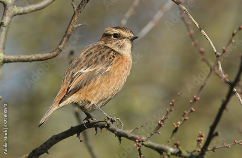 A pretty female Stonechat, Saxicola rubicola, perching on branch of a Blackthorn tree. It is hunting for insects to eat. 