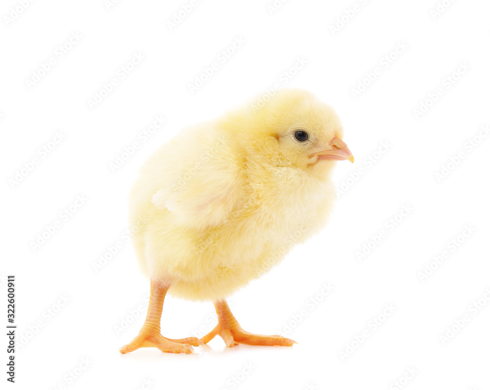 Small yellow chicken.