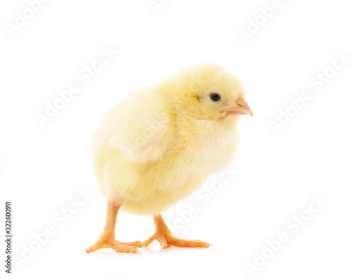 Small yellow chicken. © ANASTASIIA