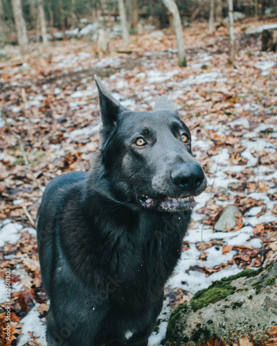 Cute Portrait Of German Shepherd Dog