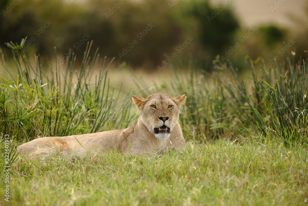 Naklejka premium Lioness, female lion portrait in the wilderness of Africa
