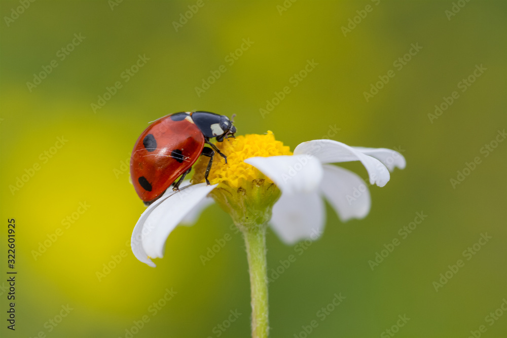 Fototapeta premium big red ladybug on camomile grass background