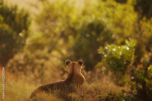 Lion cub, baby lion in the wlderness of Africa photo