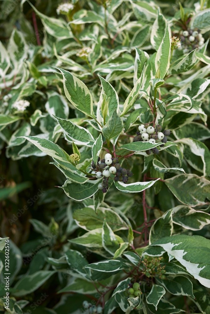 Obraz premium Cornus alba