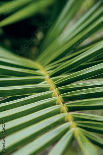 green leaf of palm tree poster