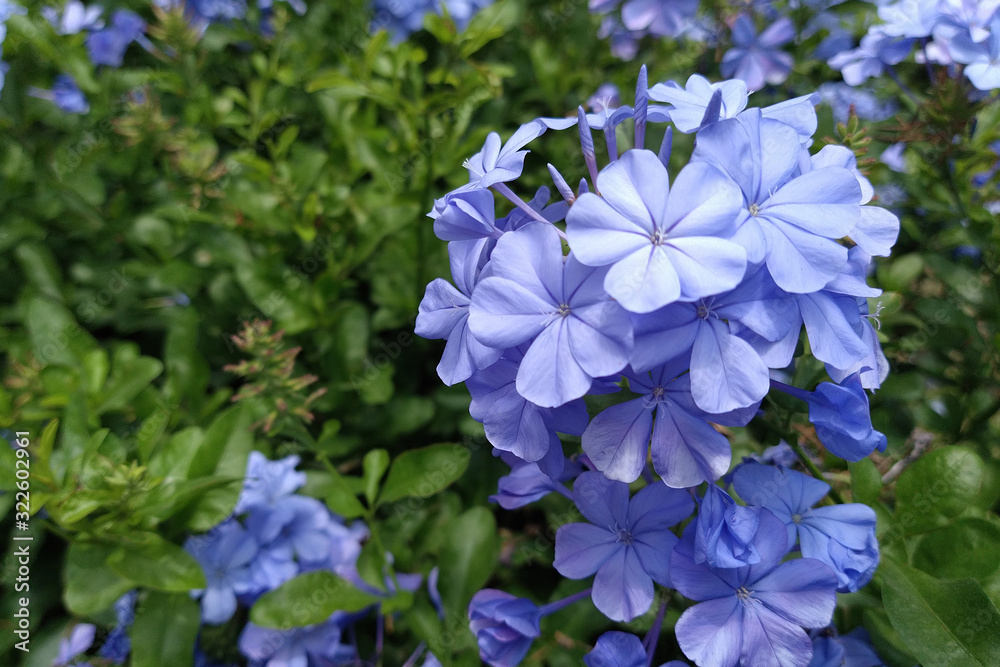 Violet flower against green leaves Violet flower against green leaves