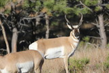 Antelope buck in the meadow