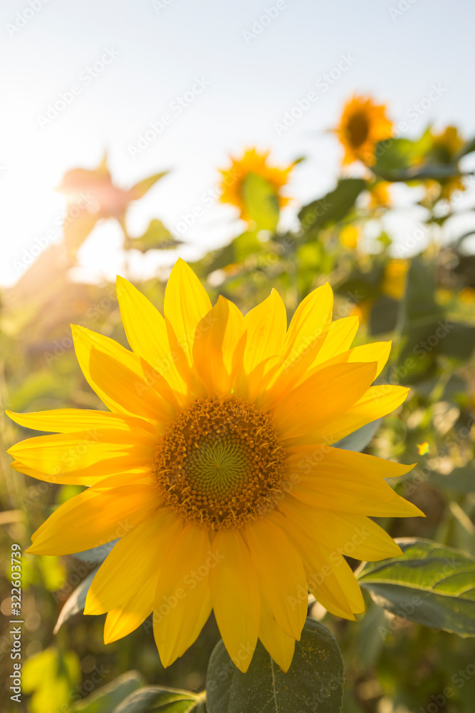 Fototapeta premium Schöne Sonnenblume im Gegenlicht in sommerlichem Feld