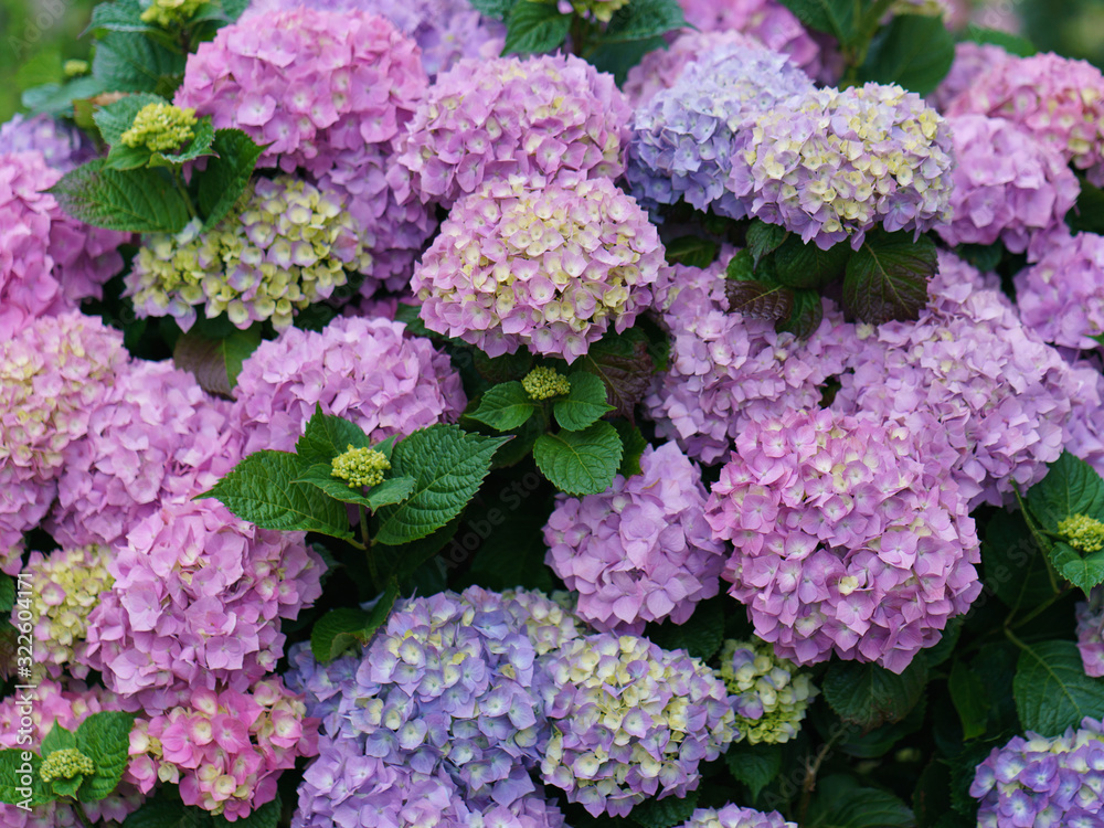 Charming phloxes. Summer in France. Beautiful flowers. Concepts of beauty in nature. Suitable as a bright color backgrounds, template, poster, banners Charming phloxes. Summer in France. Beautiful flowers. Concepts of beauty in nature. Suitable as a bright color backgrounds, template, poster, banners