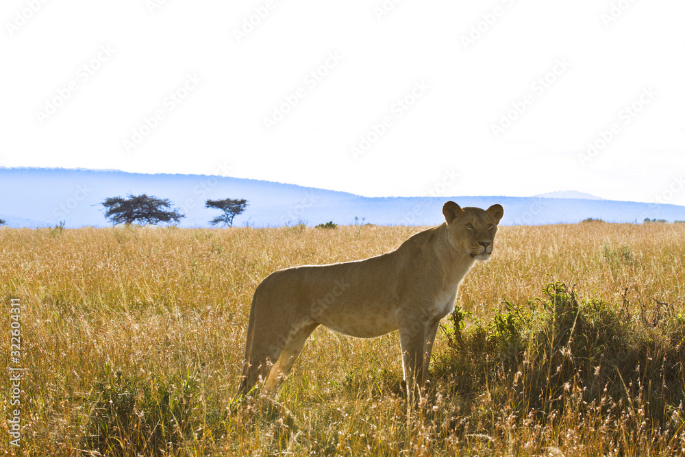 Lioness, female lion portrait in the wilderness of Africa Lioness, female lion portrait in the wilderness of Africa