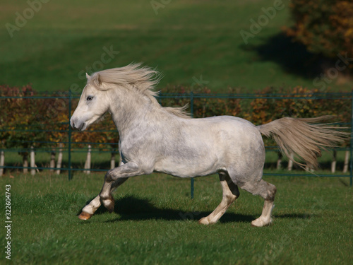 Grey Welsh Stallion