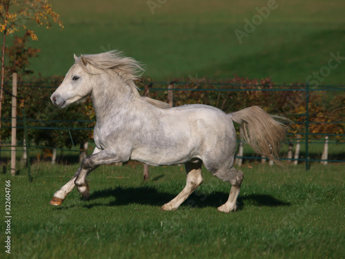 Grey Welsh Stallion