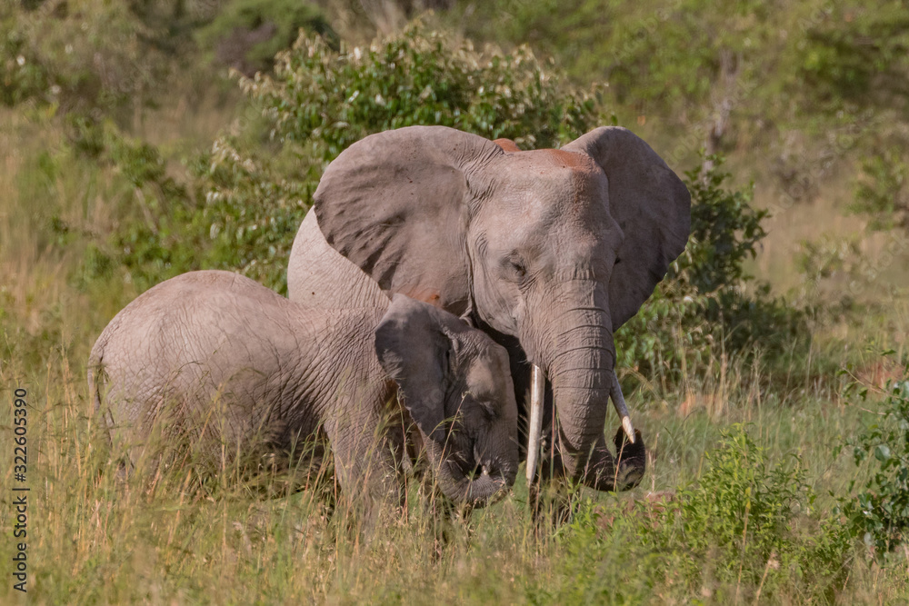 Elefant mit Jungtier
