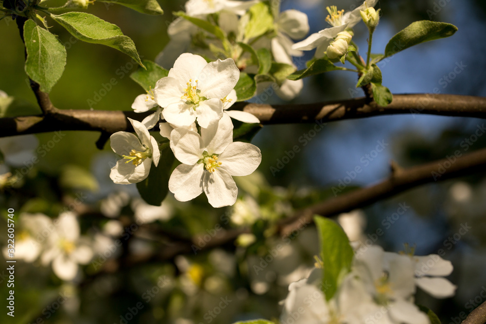 The first spring flowers