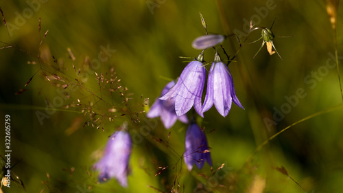 Valokuva Wildflowers in the morning