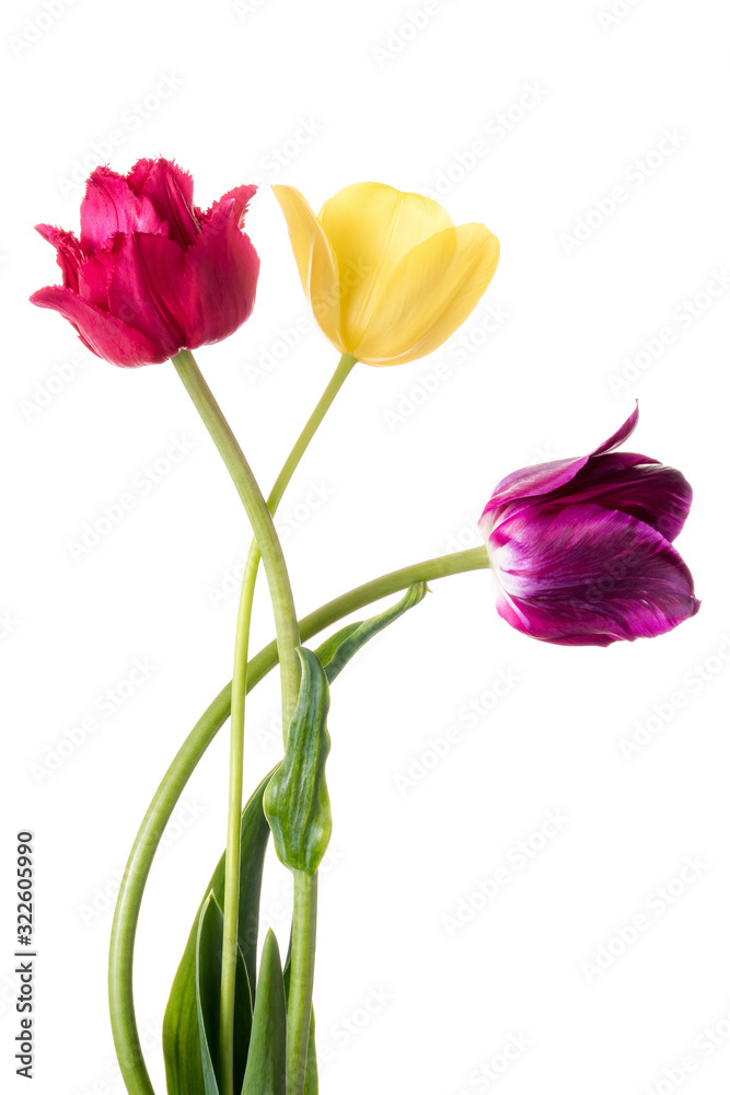 Three varicolored tulips isolated on a white background Three varicolored tulips isolated on a white background
