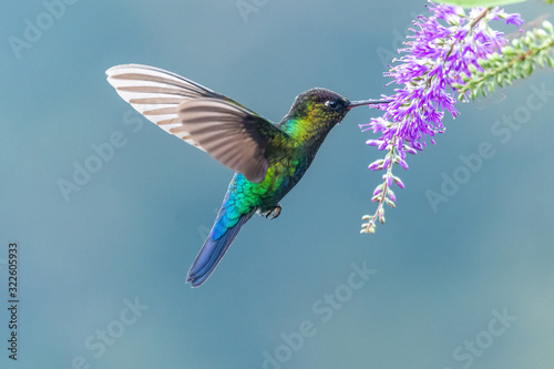 Green Violet-ear (Colibri thalassinus) hummingbird in flight isolated on a green background in Costa Rica