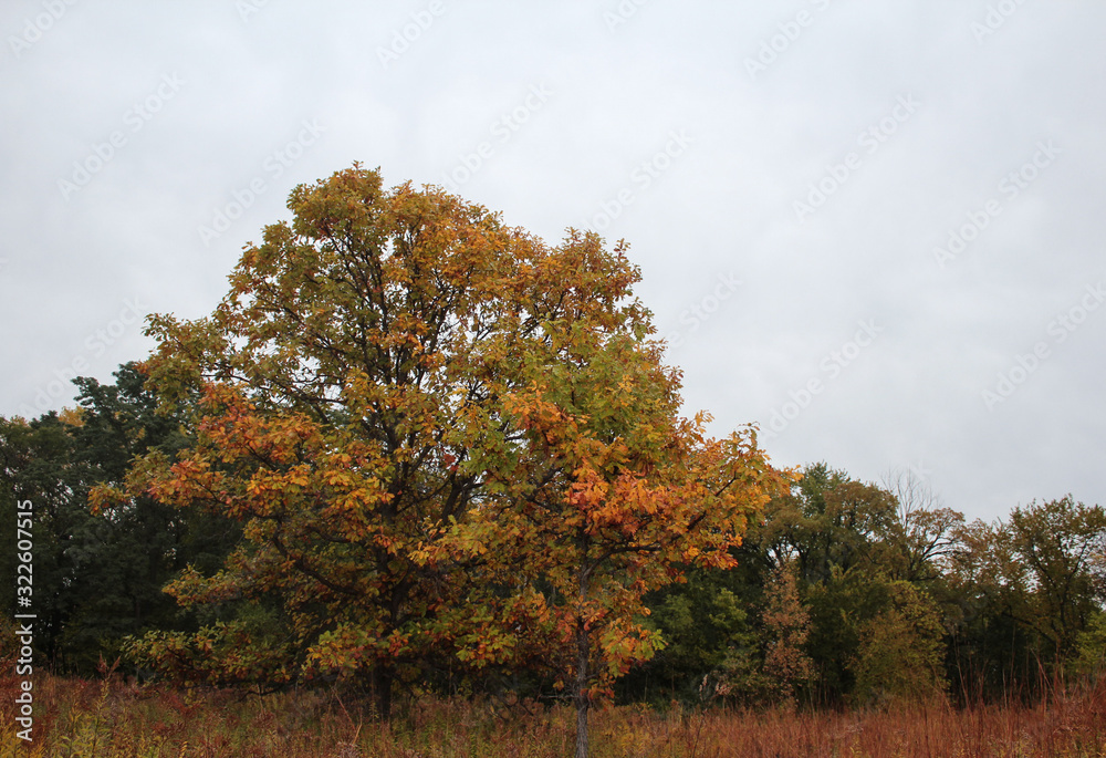Fototapeta premium October Tree