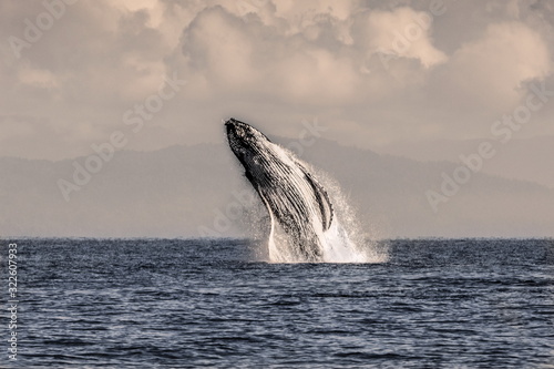  Whale jump off the coast of Madagascar, taken from the boat