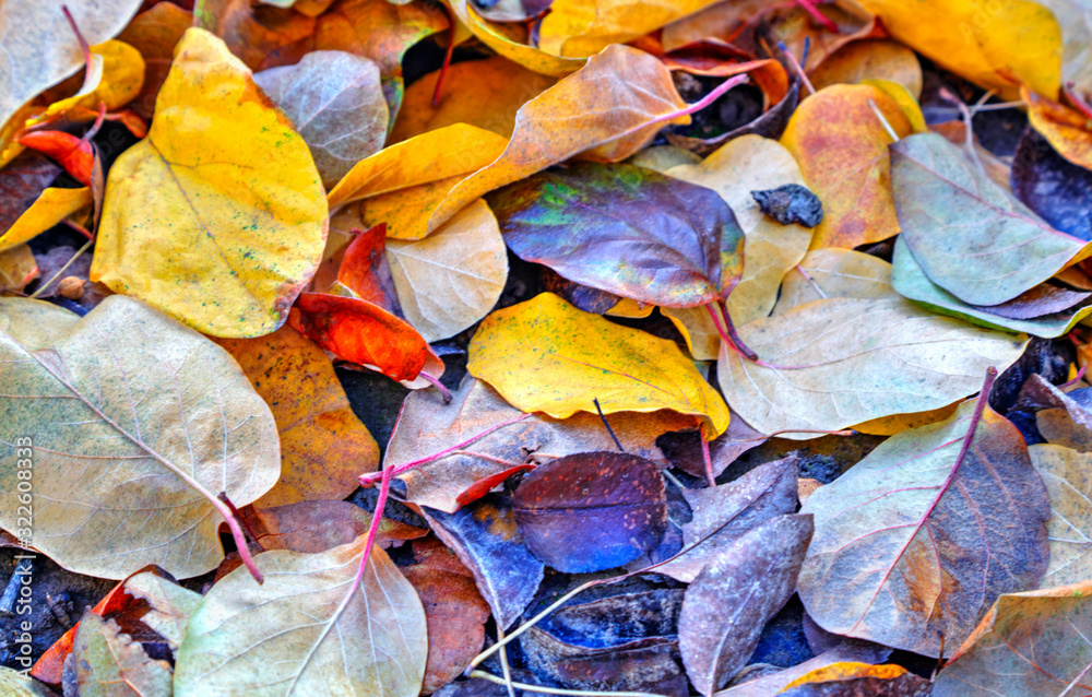 A background of colorful autumn leaf close up view