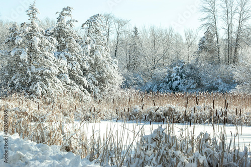 A snowcovered landscape of trees, pine trees, and a wetland.