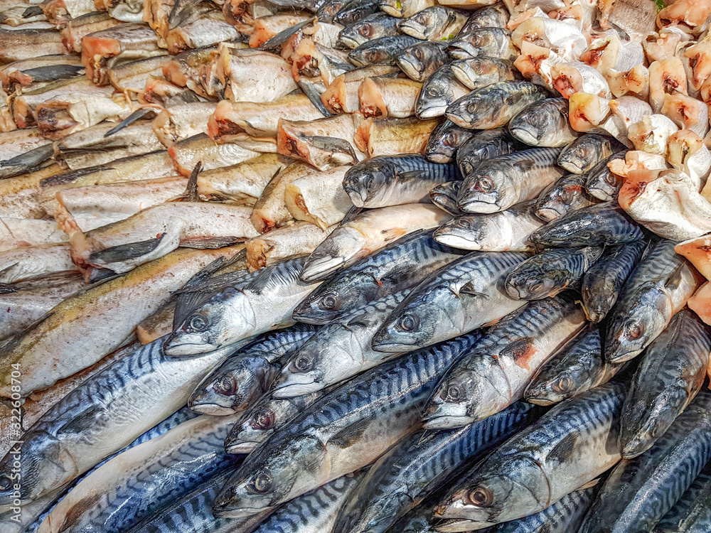 Fototapeta premium Fish. Hake. Mackerel. Beautiful display on display