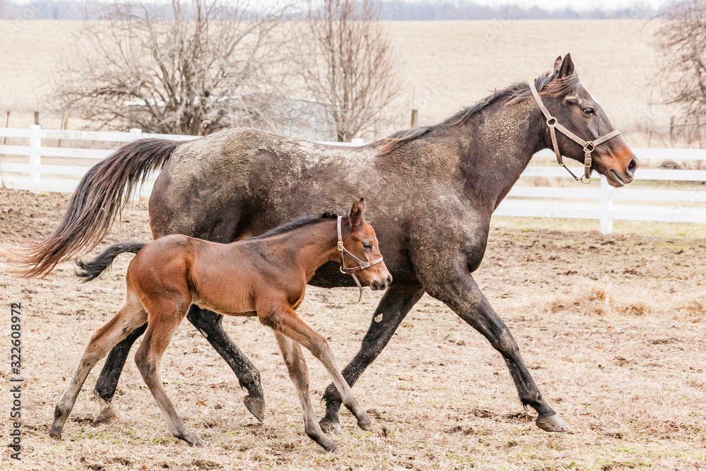 A muddy bay mare and her young foal trot through a paddock.